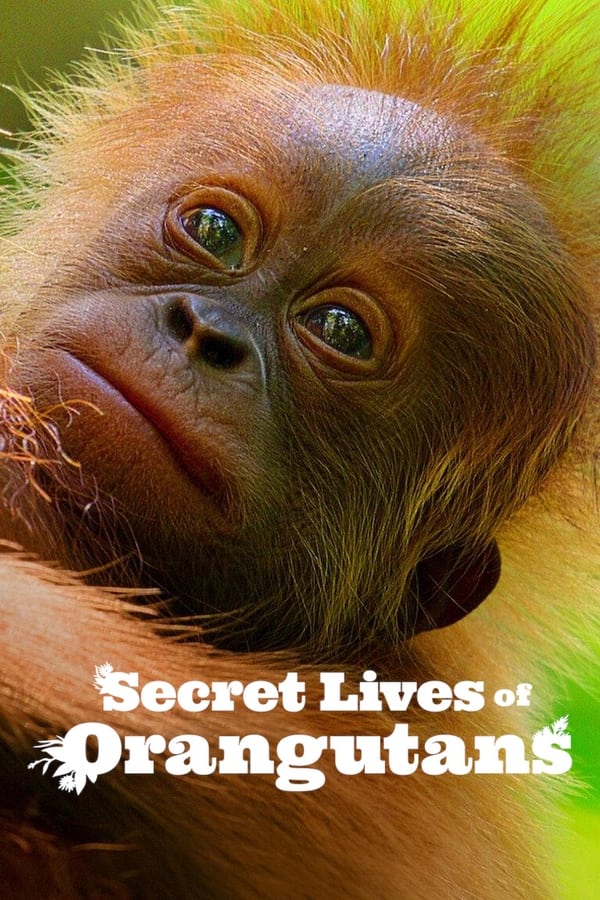 فيلم Secret Lives of Orangutans 2024 مترجم